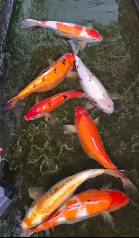 Ikan koi kesayangan