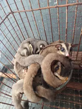 Sugar glider indukkan