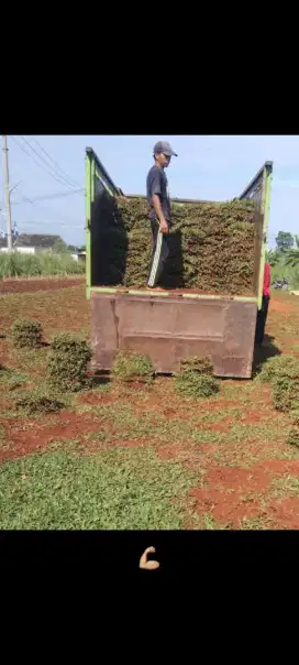 Tukang rumput gajah