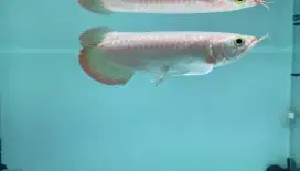 Arwana super red unik ekor bulan no tail sr arowana merah rare koleksi