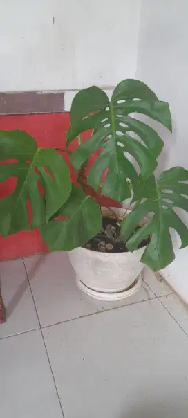 Tanaman monstera king+ pot besar + tatakan pot