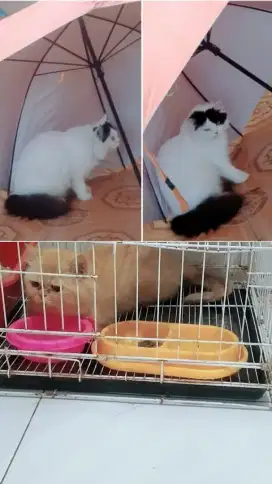 Kucing Persia Bekasi Utara