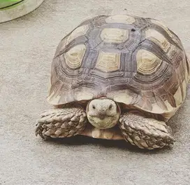 SULCATA SUPER JUMBO KESAYANGAN