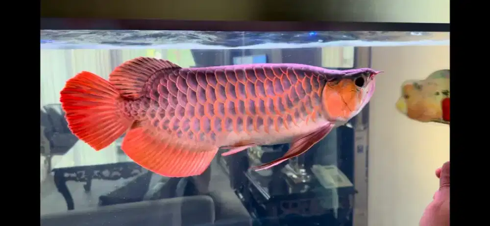 Ikan arwana  red 50cm