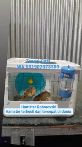 Hamster  Hamster Roborovski
Hamster terkecil dan tercepat di dunia