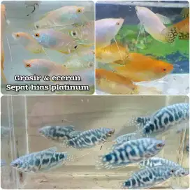 Indukan ikan sepat hias