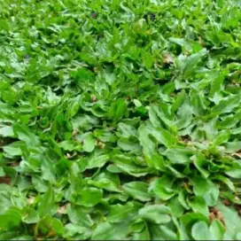 rumput gajah mini