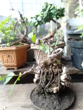 Pohon bonsai ficus ampelas bahan