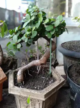 Bonsai beringin dollar