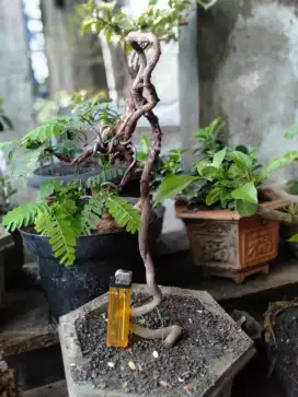 Bonsai asem jawa