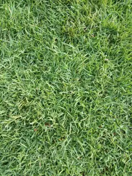 Rumput manila murah