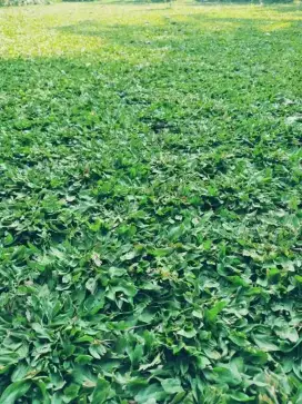 Rumput GAJAH MINI