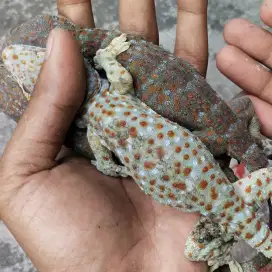 Tokek toke rumah sehat rakus -+27 cm