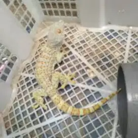 Tokek toke rumah sehat rakus -+27 cm murah