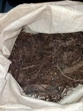 akar pakis cacah taman davis jl merpati 5 no 207 Depok Jaya KONI