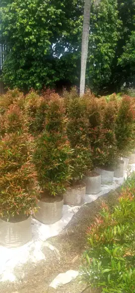 jual pohon pucuk merah murah,50cm,1meter,2meter