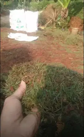 tukang rumput jepang,pasang rumput taman