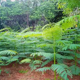 Pohon solobium pakis brazil