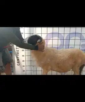 Domba Qurban Aqiqah Dorper Garut Supok Baspok