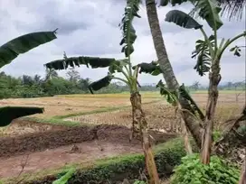 Investasi Tanah  Dekat Jalur  Untuk Pertanian & Peternakan