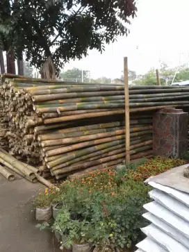 Bambu Steger panjang 6 meter