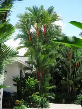 Pohon palm merah tinggi 3 daun meter siap kirim