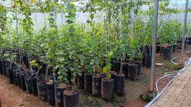 Anggur Impor semi indukan