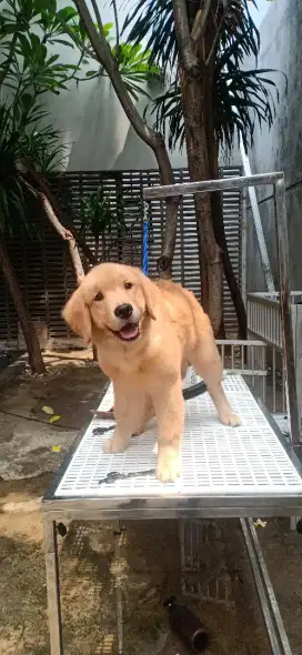 Family pet grooming