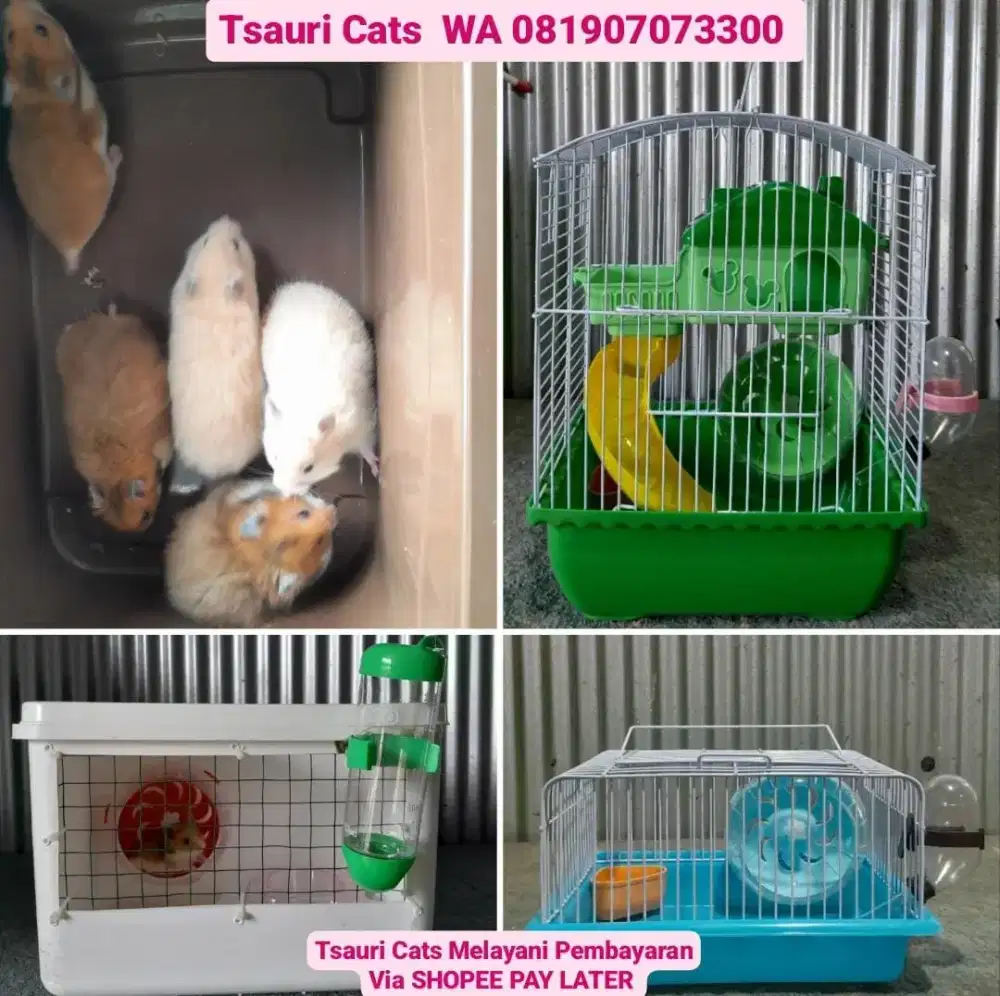 Hamster Jinak, Imut Lucu, sangat bersahabat dan kandangnya