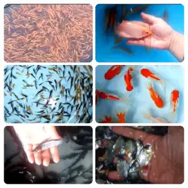 Jual bibit ikan koi,nila,bawal, patin, gurame,lele,tombro,terapi,welut