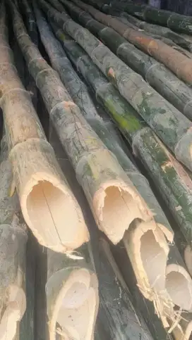 Bambu   batangan