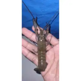 Bibit Udang galah air payaw