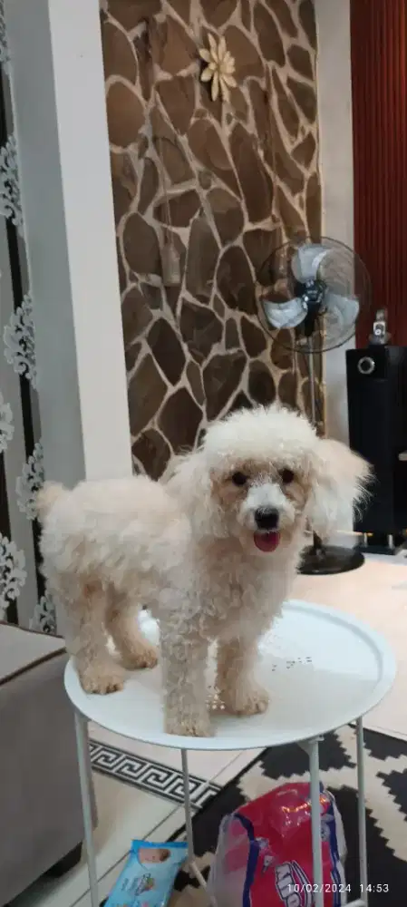 Adopsi Tiny poodle apricot jantan
