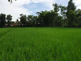 Dijual sawah produktif