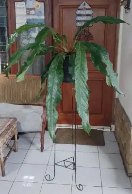 Anthurium pendulifolium selendang dewasa langka