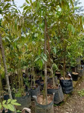 Bibit duria Musang king ukuran 2m an