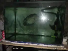 Aquarium murah meriah