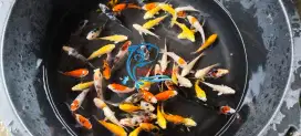 Bibit Ikan Koi Mix ukuran ± 5 - 6 cm / Ikan Koi Mix