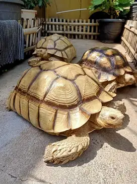 SULCATA KESAYANAGAN 50 cm