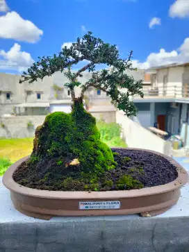 Bonsai murah menawan