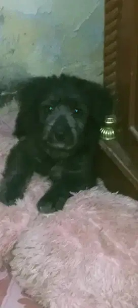 Anak anjing Maltese jantan