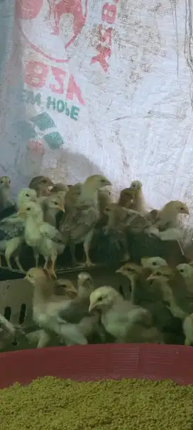 Anak ayam KUB 2. Usia 2 Minggu.