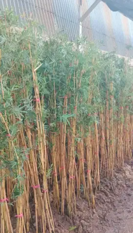 Bambu klisik kuning/bambu krisik kuning (Alphonse karr bamboo hedge)