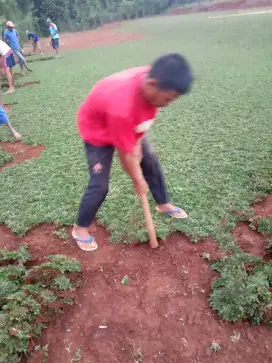 Tukang taman jual rumput