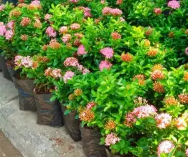 Jual bermacam pohon hias dan bermacam jenis rumput