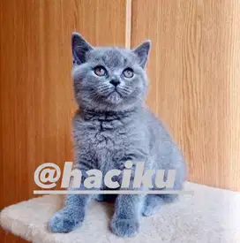 Kucing british shorthair betina (Bsh)