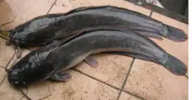 Ikan lele untuk galatama dll