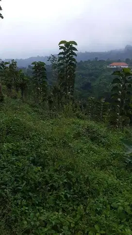 Dijual Tanah Kebun View Bagus di Baturiti Bedugul Bali