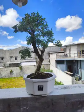 Bonsai Seribu Bintang Siap Pajang