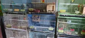 Lovebird pasangan atau satuan